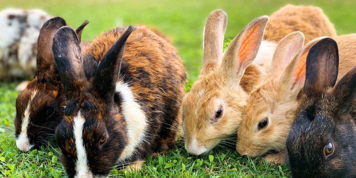 Rabbit Vaccines